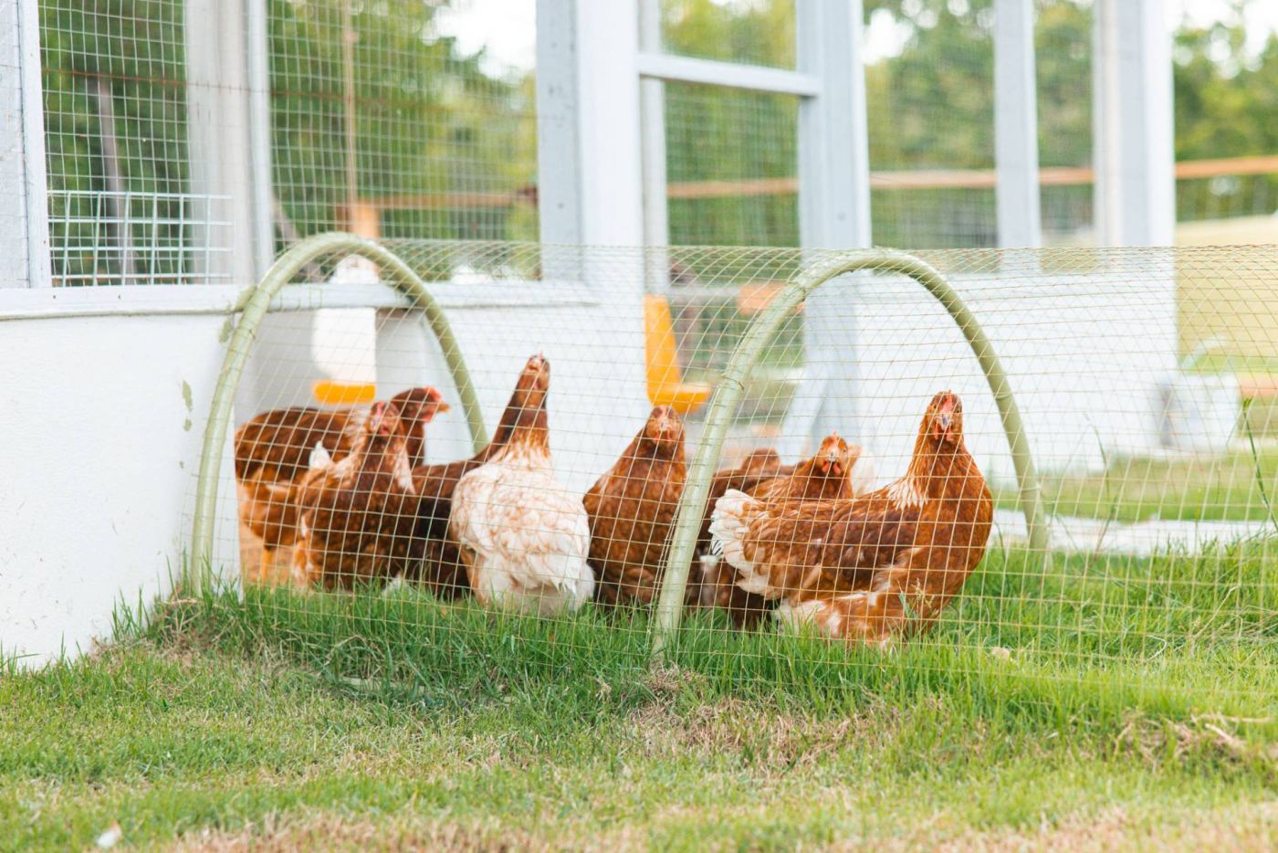 ไก่ในโซนฟาร์มสัตว์ Maze For Fun