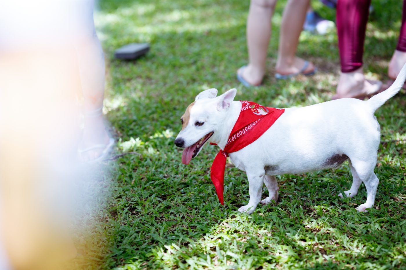 น้องหมาวิ่งเล่นใน Dog Park ที่ Mazecape องครักษ์ นครนายก